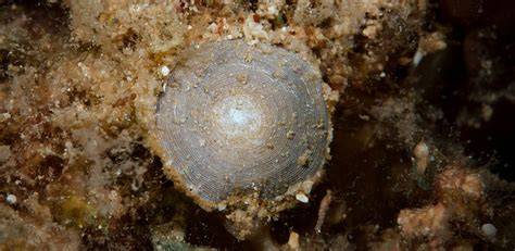 An 800-year record of benthic foraminifer images and 2D ... - Nature - raincitystudios.com