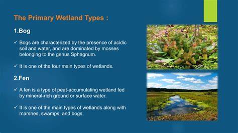 AN ECOLOGICAL CLASSIFICATION OF GROUNDWATER-FED SEEPAGE WETLANDS - raincitystudios.com