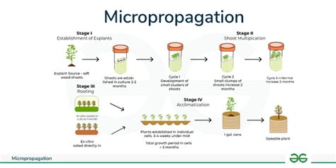 An efficient in vitro procedure for micropropagation and generation of ... - muktibox.com