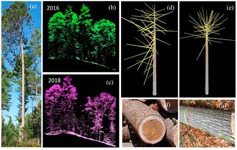 An evaluation of tree marking methods for implementing spatially ... - raincitystudios.com