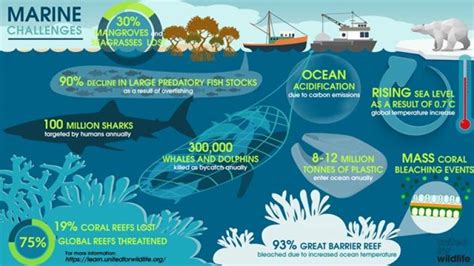 An In-Depth Look at Marine Biology and Its Impact - raincitystudios.com
