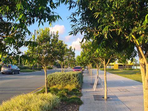 An introduction to growing urban trees in ... - Stockholm Tree Pits - raincitystudios.com