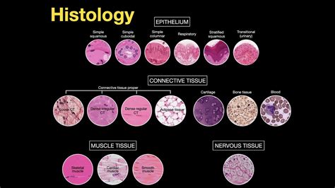 An Introduction to Histology; Begin Epithelial Tissue and Connective Tissue - muktibox.com