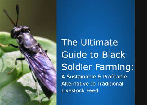 An Introductory Guide to Black Soldier Fly Farming - raincitystudios.com