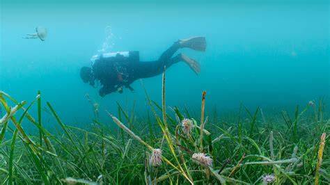 An Ocean Conservation Charity | Ocean Conservation … - raincitystudios.com