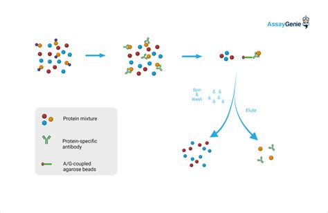 An optimized co-immunoprecipitation protocol for the analysis of ... - wintechmobiles.com