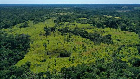An Overlooked Opportunity for Forest Restoration - PBS - raincitystudios.com