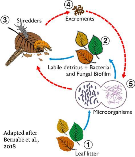 An Overview of Leaf Litter Decomposition and Nutrient … - raincitystudios.com