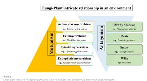 An overview of symbiotic and pathogenic interactions at … - raincitystudios.com