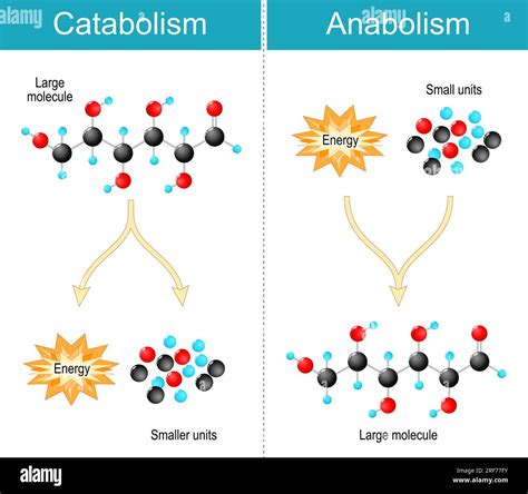 Anabolism vs. Catabolism - Biology Dictionary - muktibox.com
