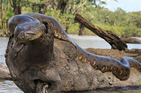 Anaconda Population In Amazon Rainforest - muktibox.com