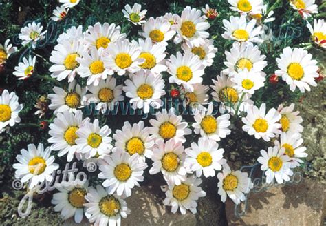 ANACYCLUS pyrethrum var. depressus Portion(s) - Jelitto