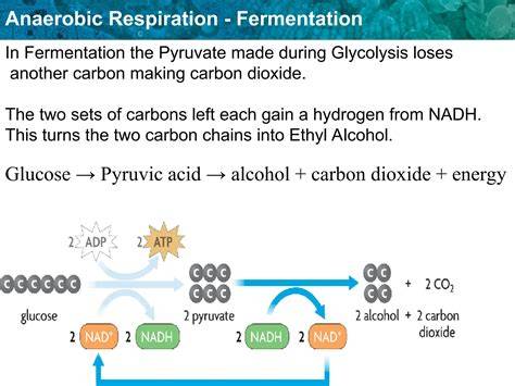 Anaerobic Fermentation - an overview | ScienceDirect Topics - raincitystudios.com