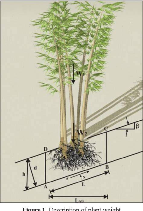 Analysis of Riverbank Stability Due to Bamboo Vegetation in Walanae ... - raincitystudios.com