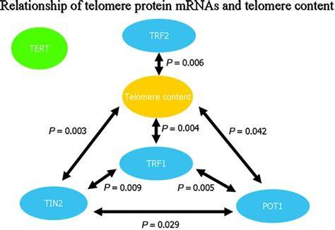 Analysis of the relationships among telomere‒associated protein ... - raincitystudios.com
