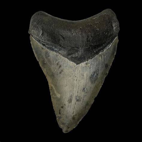 Analyzing 6 Fascinating Prehistoric Marine Ecosystems Through Fossil ... - raincitystudios.com