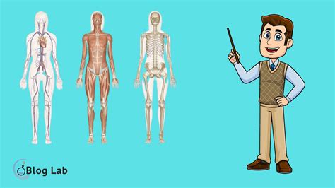 Anatomi & Fisiologi sistem rangka dan sendi kelompok E 1A RMIK - muktibox.com