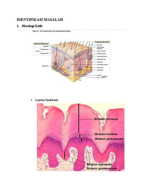 Anatomi Histologi - muktibox.com