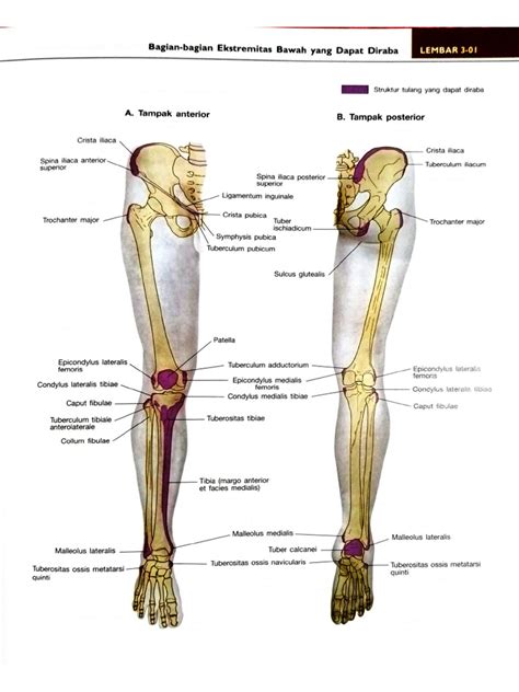 Anatomi - muktibox.com