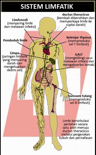 Anatomi sistem limfatik pada manusia foto stok... - iStock - muktibox.com