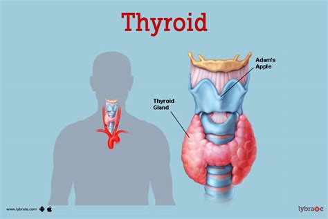 Anatomi Thyroid - muktibox.com
