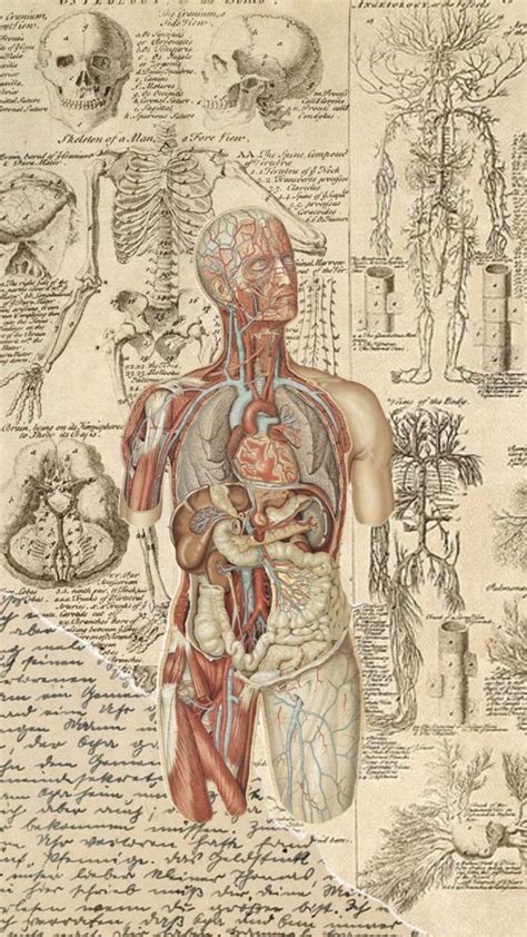 Anatomy: art and science - Science Museum - wintechmobiles.com