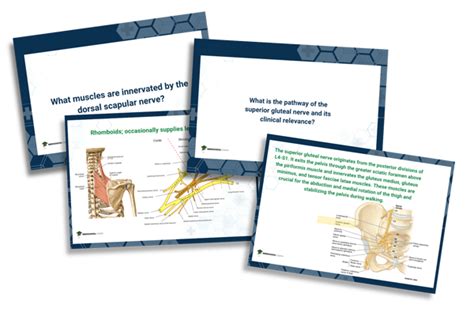 Anatomy Anki Decks - muktibox.com