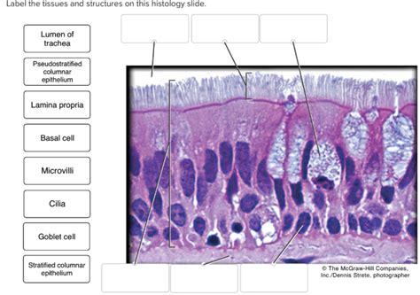 ANATOMY HISTOLOGY PROJECT - murrieta.k12.ca.us