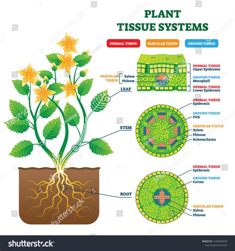 Anatomy of Plant Vascular Systems: Evolutionary Perspectives and ... - muktibox.com
