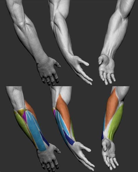 Anatomy Tips for 3D Character Artists | PDF | Arm | Elbow - muktibox.com