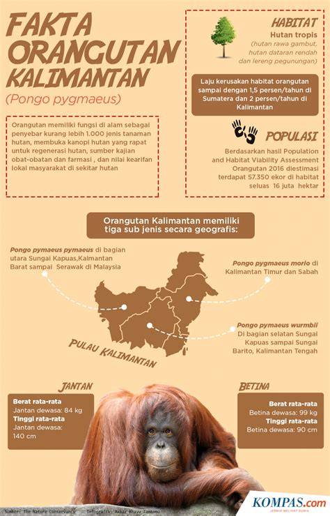 Ancaman Habitat Orangutan di Kalimantan - raincitystudios.com