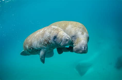 ANCAMAN KEPUNAHAN MENGINTAI DUGONG - raincitystudios.com