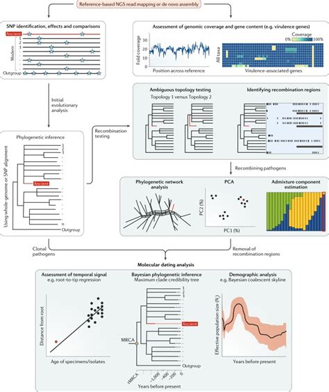 Ancient pathogen genomics as an emerging tool for infectious ... - Nature - wintechmobiles.com