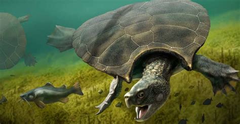 Ancient Sea Turtle Fossil Discovered in Montana - Animals Around … - muktibox.com