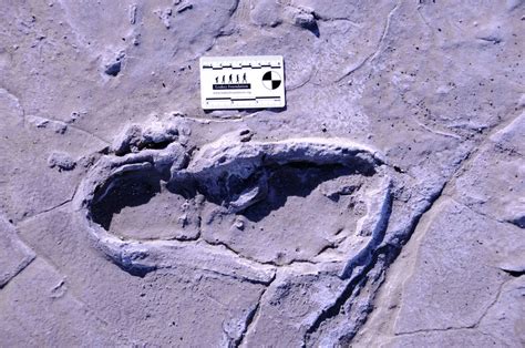 Ancient Toes and Soles of Fossilized Footprints Now 3 … - wintechmobiles.com