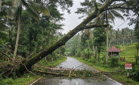 Aneka Ragam Tanaman yang Dapat Menahan Longsor - raincitystudios.com