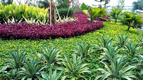 Aneka Tanaman Untuk Taman Teduh dan Asri - raincitystudios.com