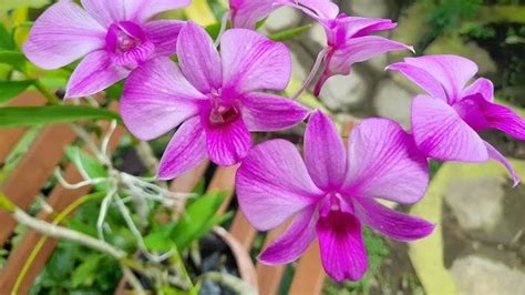 Anggrek - Wikipedia bahasa Indonesia, ensiklopedia … - muktibox.com