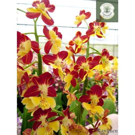 anggrek tanah wasp red - tanaman hias anggrek tanah di Taman … - raincitystudios.com