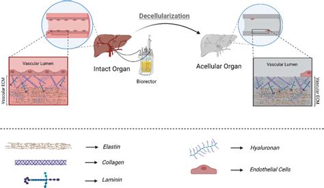 Angiogenesis and Re-endothelialization in decellularized scaffolds ... - wintechmobiles.com