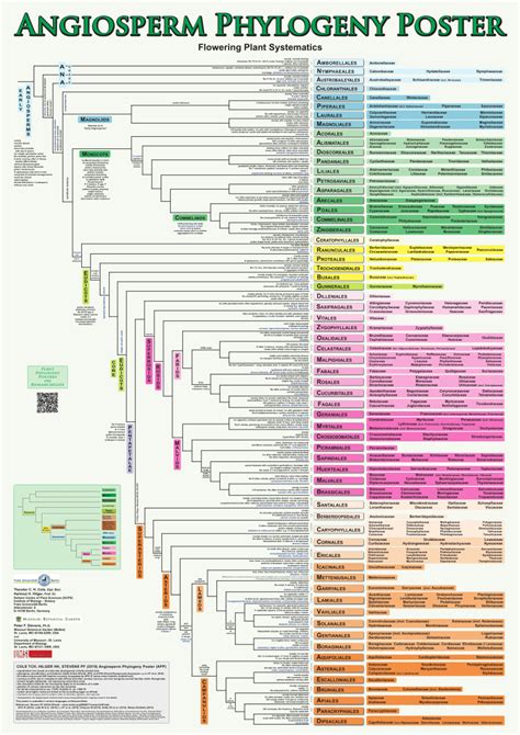 Angiosperm Systematics - Unacademy - muktibox.com