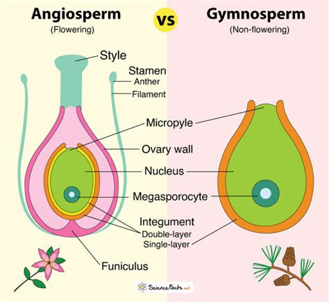 Angiosperm vs. Gymnosperm - Biology Dictionary - muktibox.com