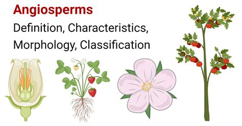 Angiosperms: Classification, Characteristics & … - muktibox.com