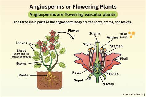Angiosperms or Flowering Plants - Definition, Examples, Life Cycle - raincitystudios.com