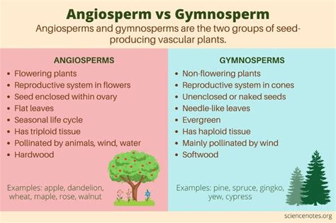 Angiosperms versus Gymnosperms | Biology for Majors II - muktibox.com