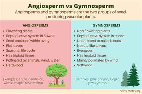 Angiosperms vs Gymnosperms | The Garden Scoop - muktibox.com