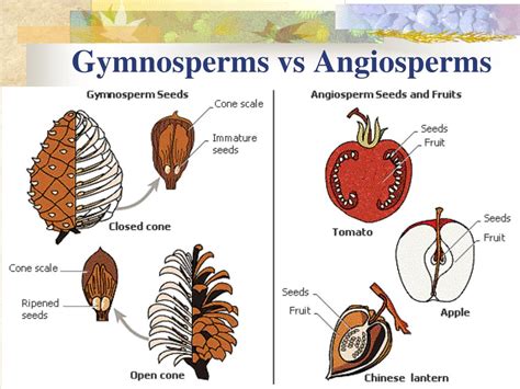 Angiosperms vs Gymnosperms - Difference and … - muktibox.com