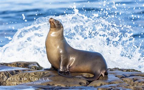 Angler perceptions of California sea lion (Zalophus californianus ... - raincitystudios.com