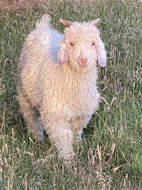 Angora Goat | ROYS FARM - raincitystudios.com