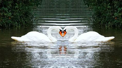 Angsa Dua Jambi - wintechmobiles.com